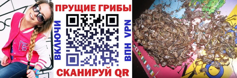Галлюциногенные грибы Cubensis  blacksprut сайт  Новоалтайск 